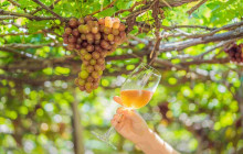 TOS travel and tours7