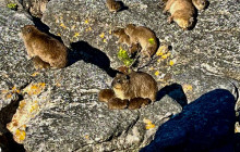 Climb Table Mountain11