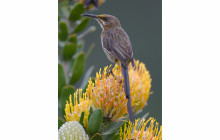 Climb Table Mountain12