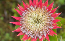 Climb Table Mountain13