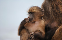 Climb Table Mountain9