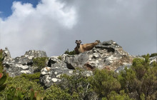 Climb Table Mountain11