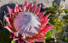 Climb Table Mountain14