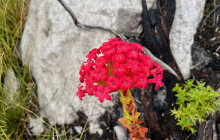 Climb Table Mountain12