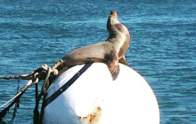 San Diego Sailing Adventures2