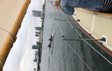 San Diego Sailing Adventures7