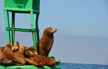 San Diego Sailing Adventures5