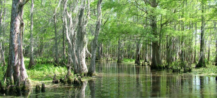 Honey Island Swamp Boat Tour with Transfer