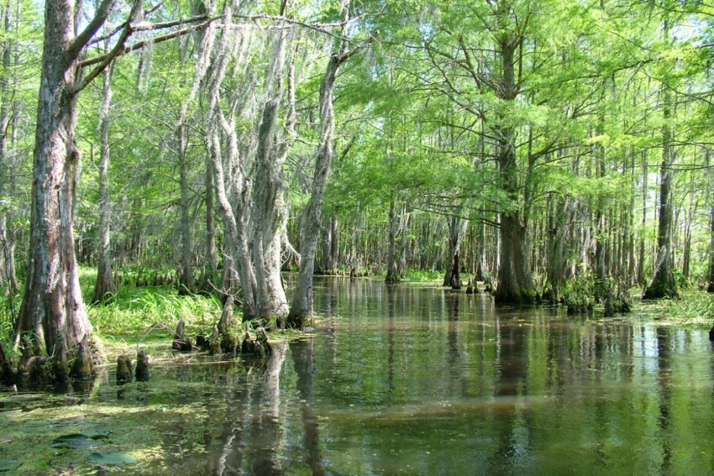 swamp tour new orleans honey island