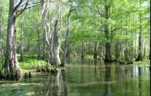 Honey Island Swamp Small Boat Tour with Transfer