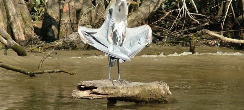 Honey Island Swamp Boat Tour with Transfer