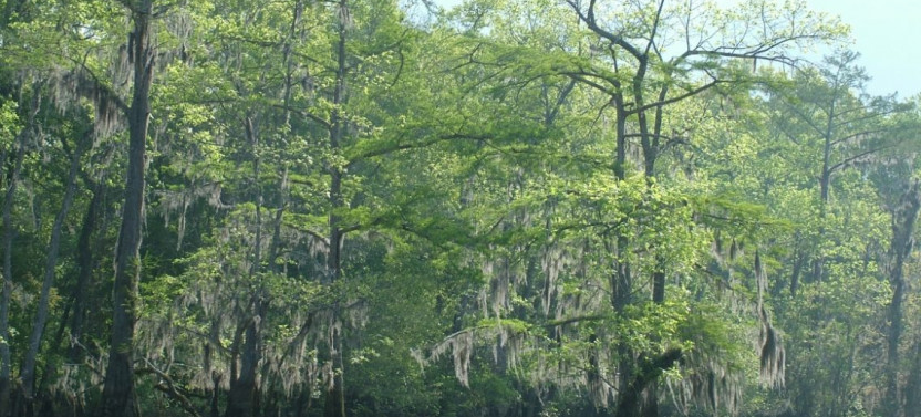 Honey Island Swamp Boat Tour