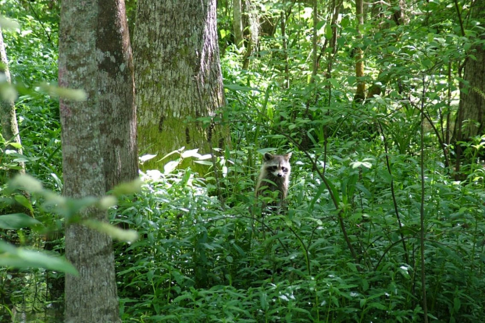 Honey Island Swamp Tours