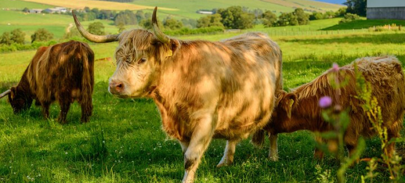 Invergordon 2026 Highland Highlights, Including Beauly