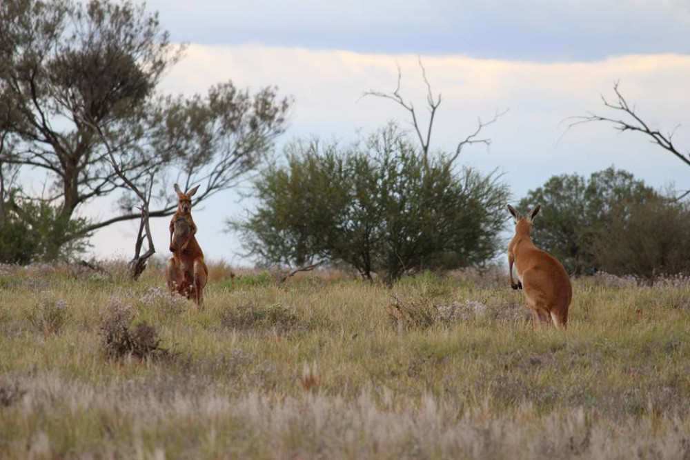 Mt Conner 4WD Outback Adventure