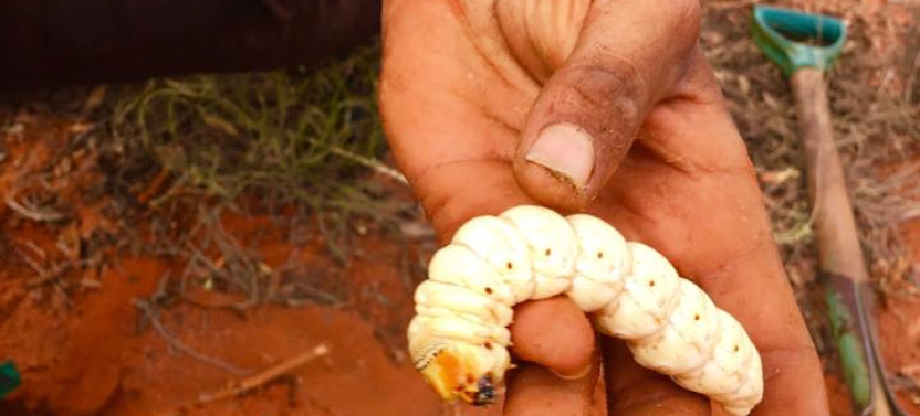 Patji Tour: A True Aboriginal Experience