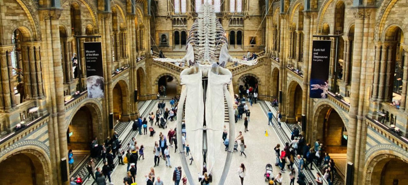 The Natural History Museum of London: Private Half-Day Tour
