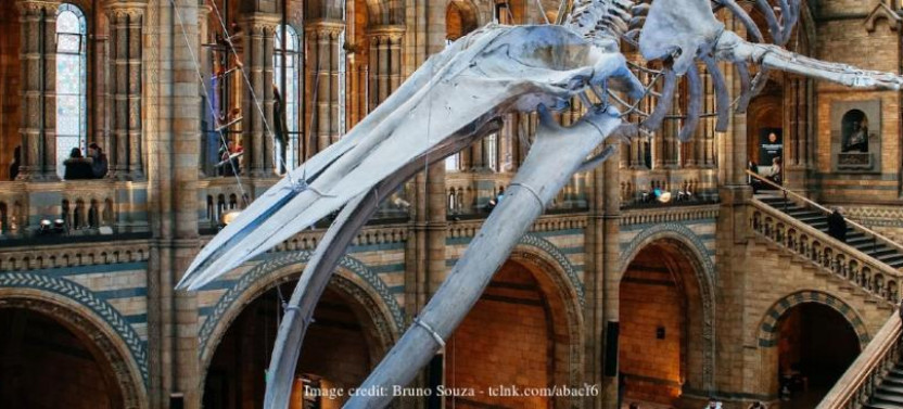 The Natural History Museum of London: Private Half-Day Tour