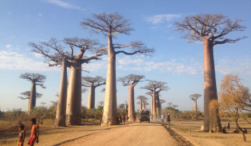 A picture of Madagascar 9 Days Baobabs and Lemurs Tour