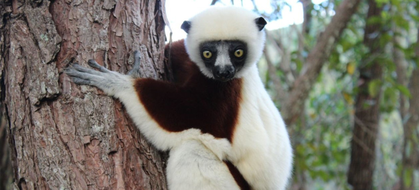 Madagascar 9 Days Baobabs and Lemurs Tour