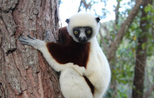 FOSA TRAVEL3