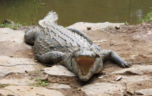 FOSA TRAVEL4