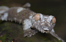 FOSA TRAVEL5