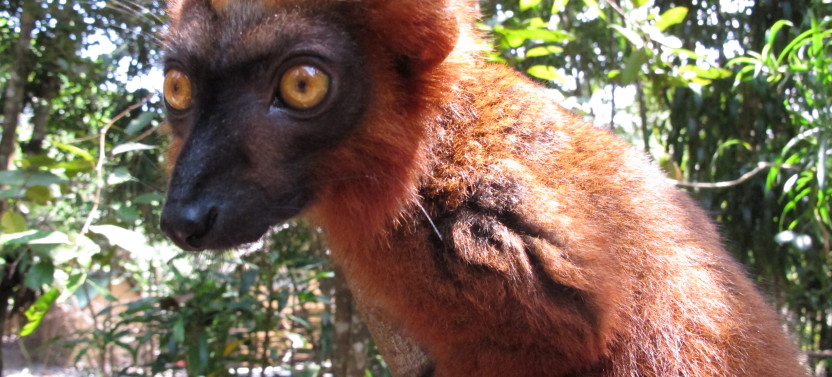 11 Days: East of Madagascar Tour