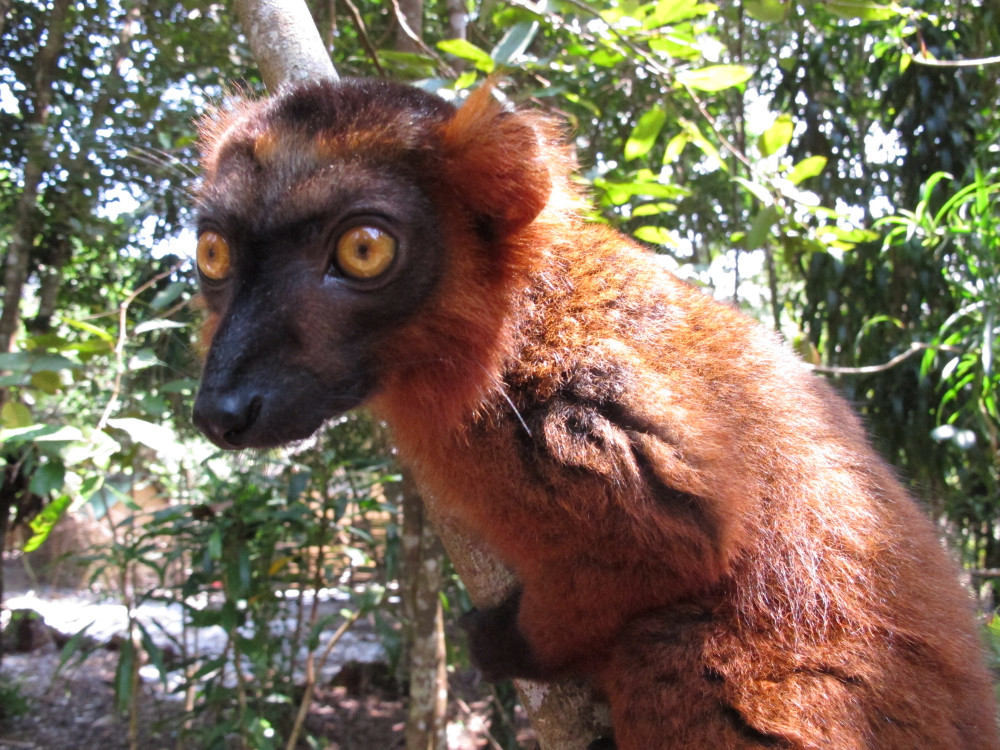 11 Days: East of Madagascar Tour