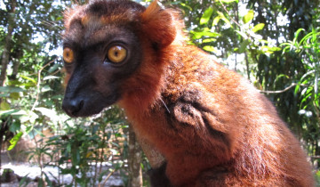 A picture of 11 Days: East of Madagascar Tour