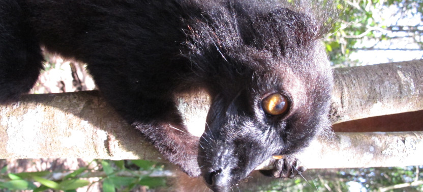 11 Days: East of Madagascar Tour