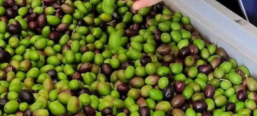 Archaeological and Culinary Treasure with Olive Oil Tasting