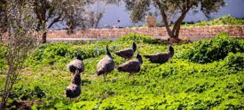 Archaeological and Culinary Treasure with Olive Oil Tasting