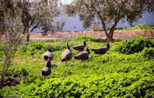 Wonderful Tunisia3