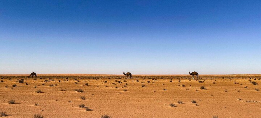 From Djerba: Private Tour of Ksar Ghiléne Les Ksours and Matmata