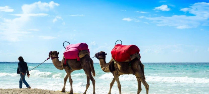 From Tunis: Carthage- Sidi Bou Said- Camel Tour
