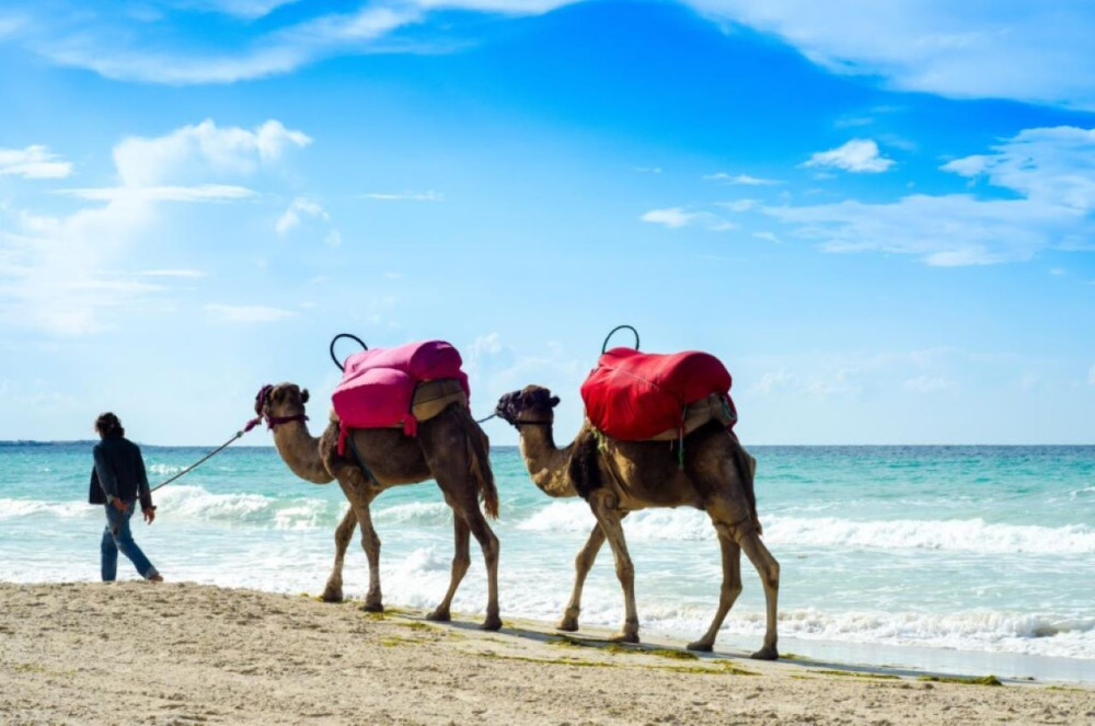 From Tunis: Carthage- Sidi Bou Said- Camel Tour