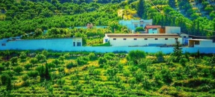 Archaeological and Culinary Treasure with Olive Oil Tasting