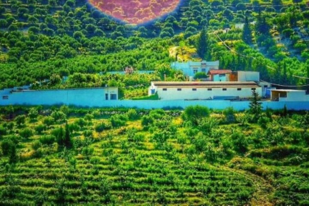 Archaeological and Culinary Treasure with Olive Oil Tasting