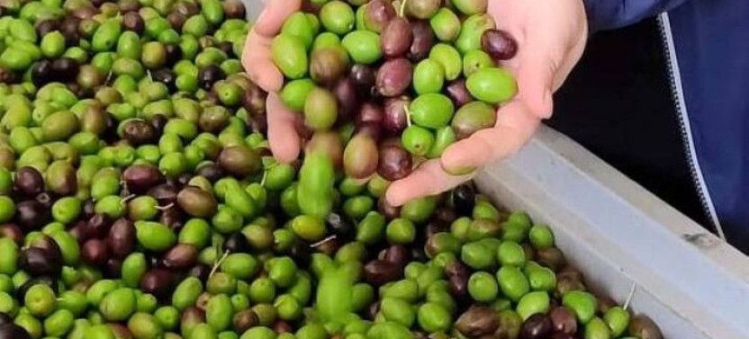 Archaeological and Culinary Treasure with Olive Oil Tasting