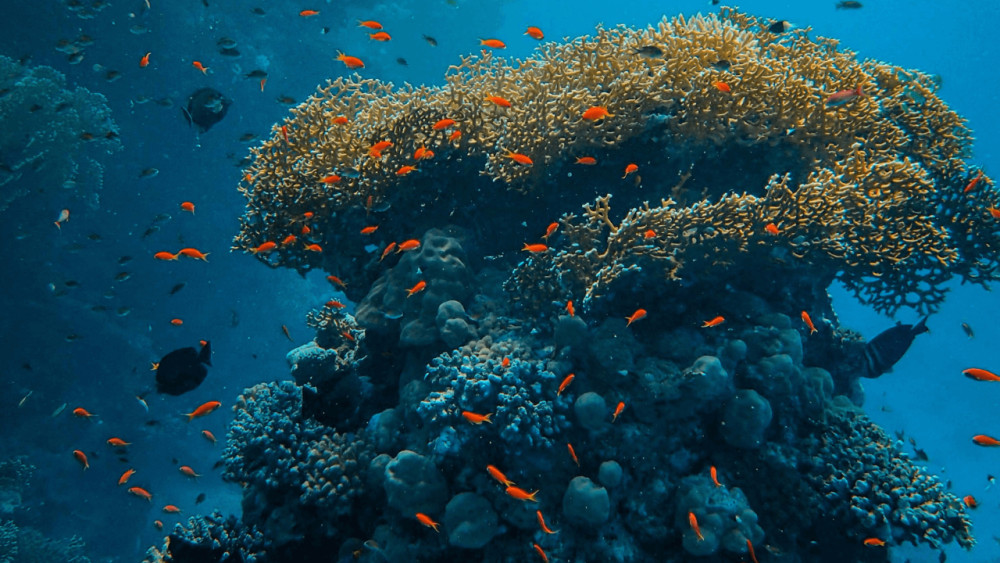 Paradise Cove Snorkel Adventure