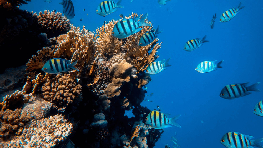 Iririki Island Snorkel Adventure