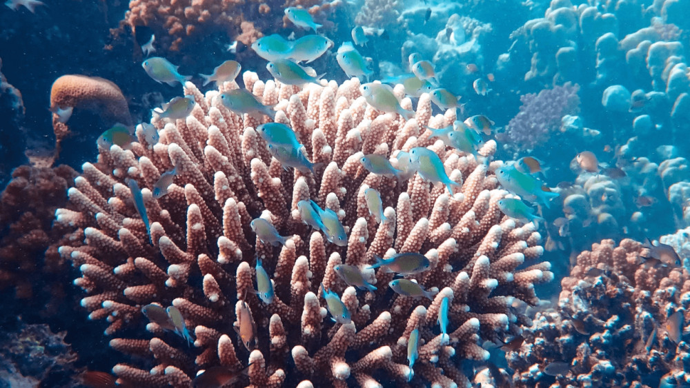 Reef Explorer on a Semi-Submersible Boat