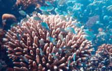 Watersports Port Vila1