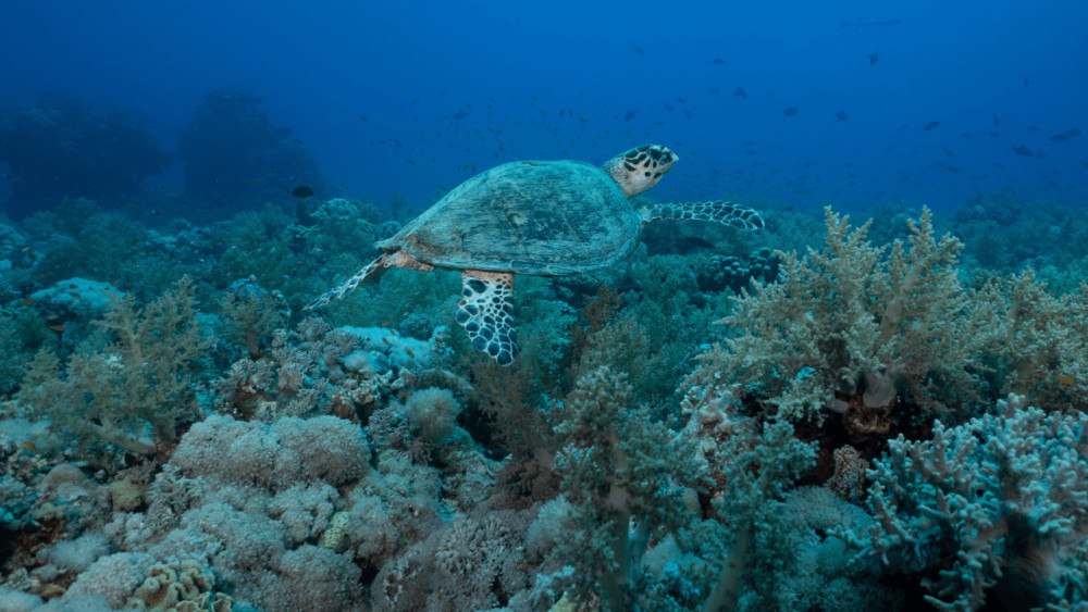 Watersports Port Vila