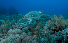 Watersports Port Vila10