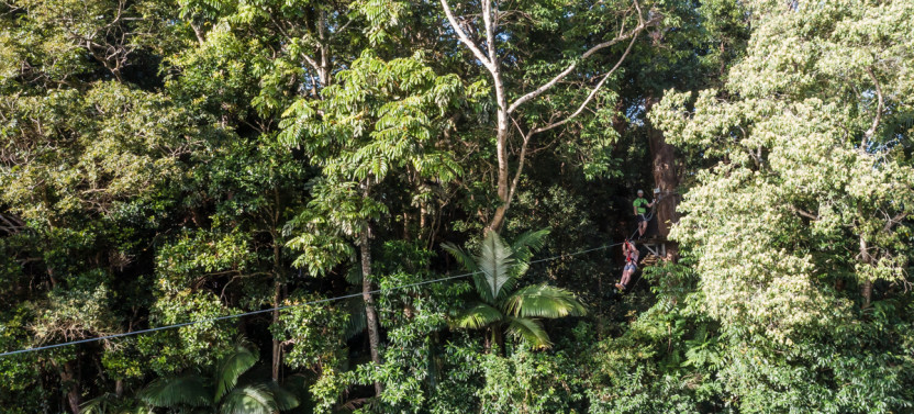 Treetop Zipline Challenge: Sunshine Coast Adventure Park