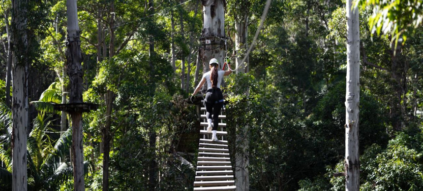 Treetop Zipline Challenge: Tamborine Mountain Adventure Park