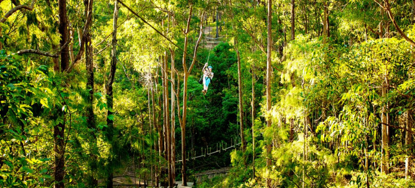 Treetop Zipline Challenge: Tamborine Mountain Adventure Park
