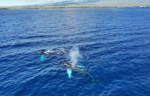 Maui Ocean Charters3